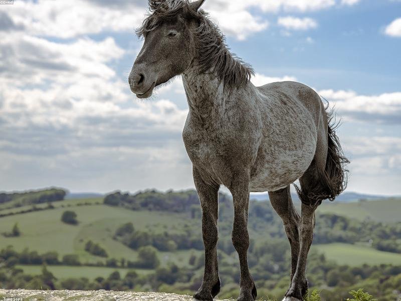 freemason rings wholesale - detail